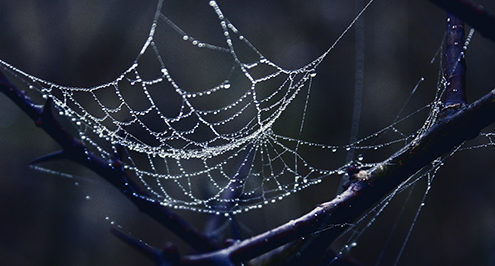 Cybercrime tips for the dark web